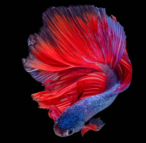 Vacker Rörelse Blå Röd Betta Fisk Siamesiska Kämpar Fisk Betta — Stockfoto
