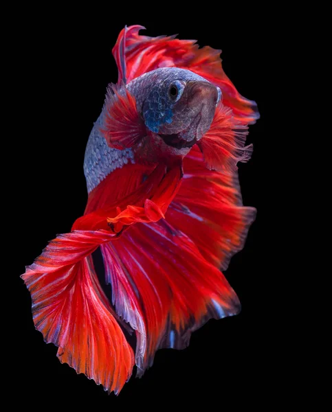Piękny Ruch Niebiesko Czerwonych Ryb Betta Ryba Walcząca Syjamami Splendeny — Zdjęcie stockowe