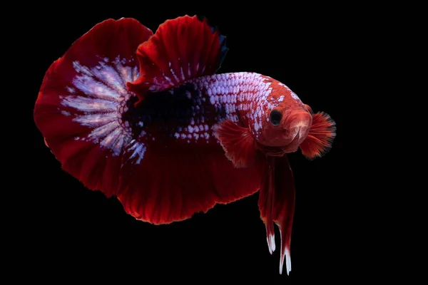 美丽的红色白色贝塔鱼的运动 暹罗格斗鱼 贝塔华丽的黑色背景孤立 工作室拍摄 — 图库照片