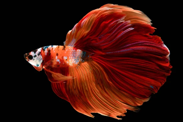 Красивое Движение Разноцветной Сиамской Боевой Рыбы Крупным Планом Синей Красной — стоковое фото