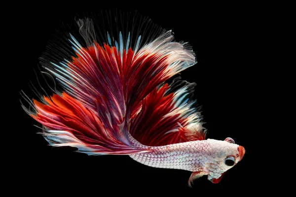 Vacker Betta Fisk Med Levande Färger Och Vackra Röda Fenor — Stockfoto