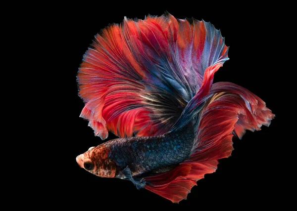 美丽的深蓝色贝塔鱼鲜红的鳍在黑色的背景下美丽而神秘地游动着 — 图库照片
