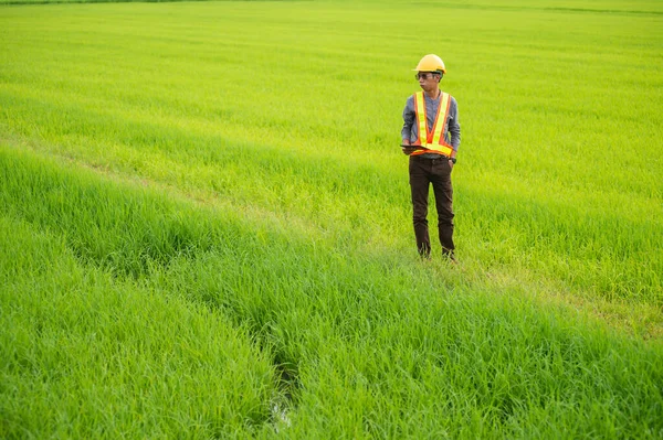 Asian engineering worker wearing hard hat and protective vest using tablet to check area around green rice fields in the background.