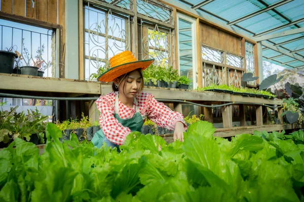 Hermosa Mujer Asiática Agricultora Recogiendo Sus Verduras Orgánicas Con Intención —  Fotos de Stock