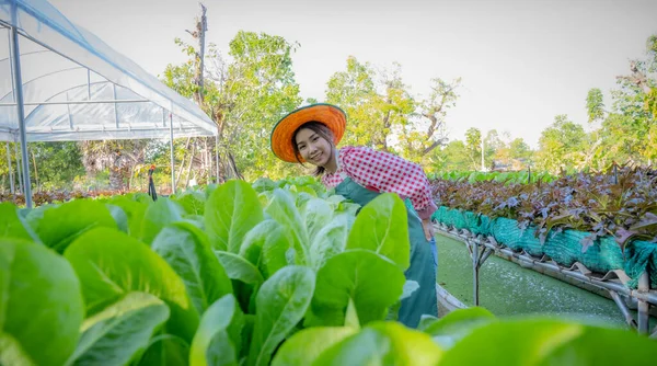 Hermosa Agricultora Asiática Para Cómodamente Mirando Sus Verduras Orgánicas Huerto —  Fotos de Stock