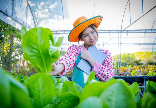 Hermosa Hembra Asiática Agricultor Lodge Verduras Adelante Mientras Sostiene Una —  Fotos de Stock