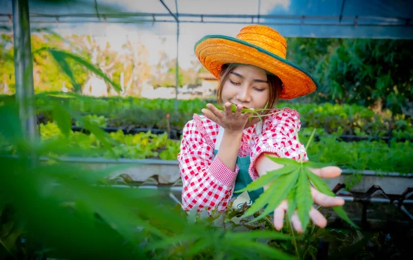 Hermosa Chica Asiática Agricultor Huele Marihuana Llevar Marihuana Cámara Invernadero —  Fotos de Stock