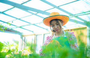 Güzel Asyalı çiftçi tarımsal ve organik sebzeleri kontrol ediyor. Akıllı çiftlik..