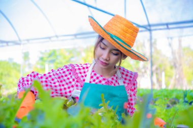Güzel Asyalı çiftçi, öğleden sonra organik bahçede sebze topluyor..