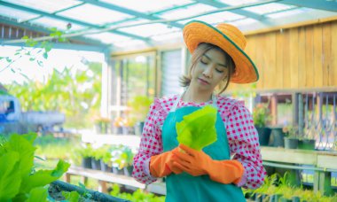 Güzel Asyalı çiftçi çevreye ve organik sebzelere olan bağlılığı zararlı böcek ilaçları ve kimyasallardan kaçınan tarım uygulamalarına yansıyor..