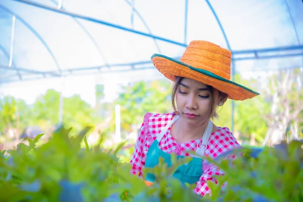 Bonito Agricultor Asiático Olhando Para Vegetais Orgânicos Verdes Com Orgulho — Fotografia de Stock