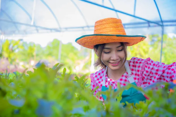 Indah Petani Asia Melihat Sayuran Organik Hijau Dengan Senyum Wajahnya — Stok Foto