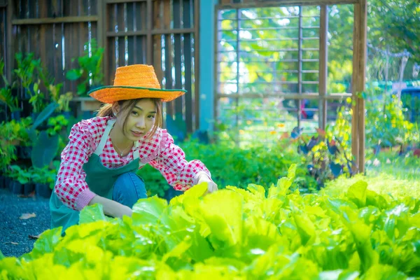 Hermoso Agricultor Asiático Sentado Cultivando Verduras Orgánicas Productos Agrícolas Con —  Fotos de Stock
