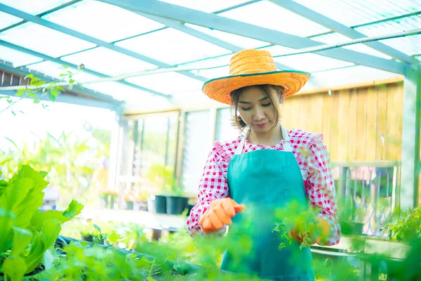 Beautiful Asian Farmer Growing Variety Organic Vegetables Her Garden Great — Stock Photo, Image