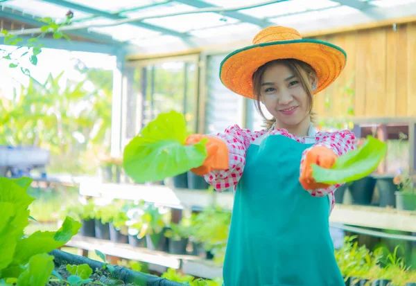 Hermosa Agricultora Asiática Pie Sosteniendo Verduras Orgánicas Alojarse Cámara Con —  Fotos de Stock