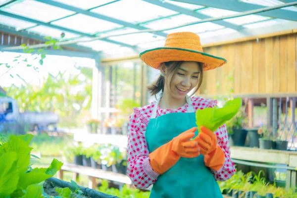 Beautiful Asian Farmer Carefully Inspects Each Organic Vegetables Making Sure — Stock Photo, Image