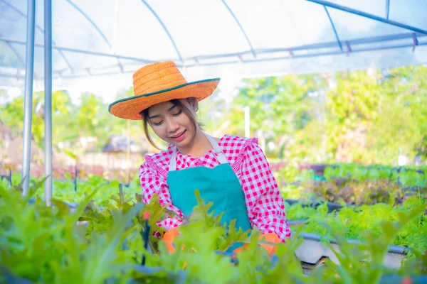 Indah Petani Asia Adalah Panen Berdiri Bahagia Kebun Sayuran Organik — Stok Foto
