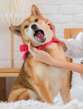 Shiba köpeklerinin oturma odasındaki dikey resmi..