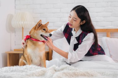 Shiba köpeği dikkat çekerek başını kızın eline dayıyor..