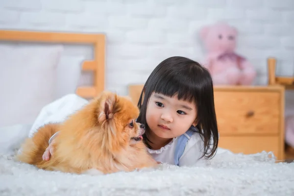 Küçük Kız Kollarını Pomeranian Ina Dolayıp Huzurlu Yatak Odasındaki Yatakta — Stok fotoğraf