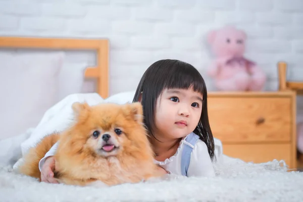Zachte Vacht Van Pomeranian Zorgde Ervoor Dat Het Kleine Meisje — Stockfoto