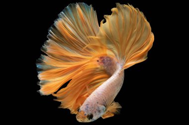 Turuncu kuyruklu betta yüzerken canlı kuyruğu lüks ve savurganlıkla olan ilişkisini yansıtan bir görkem ve gurur hissi yaratır..