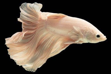 Bej betta zarif bir şekilde suda süzülür. Kanat çırpan kuyruğu, narin güzelliğiyle gözleri büyüler..