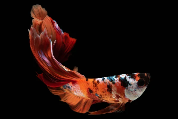 Betta Tail Adorned Intricate Designs Vibrant Colors Glides Water Delicate — Stock Photo, Image