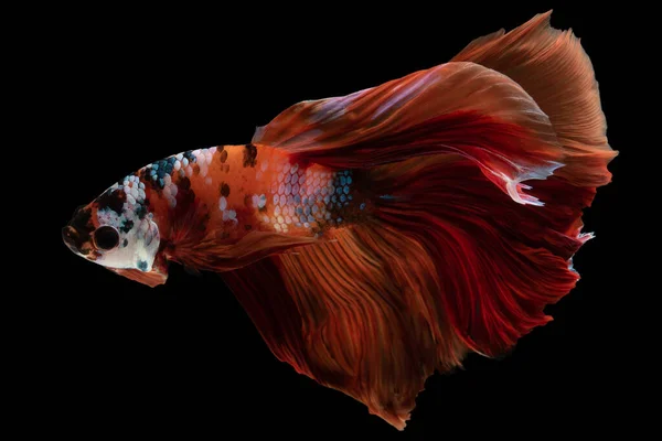 Betta Tail Sways Twists Its Intricate Patterns Seem Come Alive — Stock Photo, Image