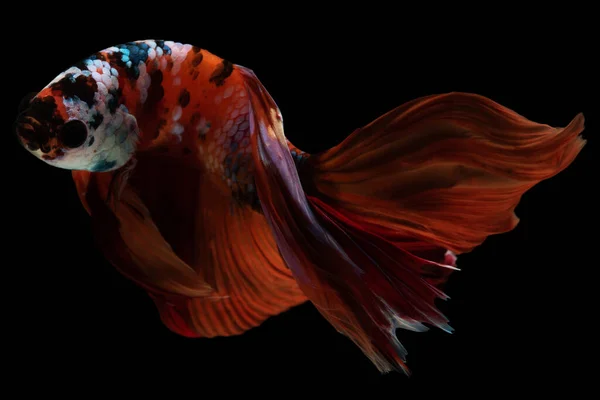 Betta Swims Its Tail Creates Stunning Visual Spectacle Showcasing Intricate — Stock Photo, Image