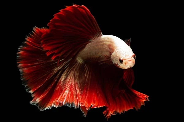 With each movement, the red tailed betta\'s tail flutters like a delicate fan creating a stunning visual spectacle on black background.