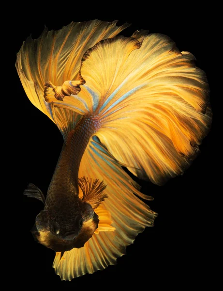 金色に輝く尾の尾は 太陽の光のように輝き 魅惑的な黄金の輝きを放ちます — ストック写真