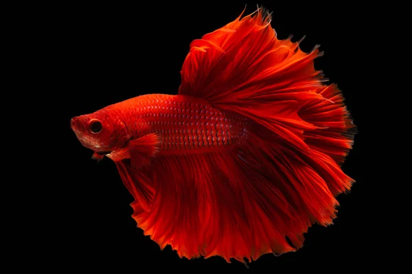 Красная Рыба Создает Потрясающее Зрелище Плавает Элегантно Плавает — стоковое фото