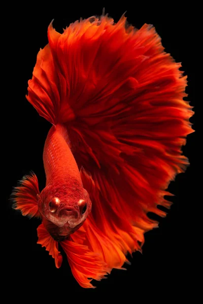 Vertical Picture Bright Red Betta Fish Gracefully Fluttered Water Its — Stock Photo, Image