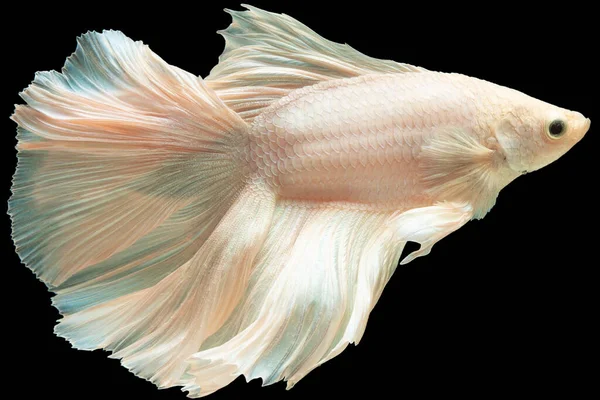 베이지 비타의 꼬리는 매혹적 시각적으로 매력적 물고기이다 — 스톡 사진
