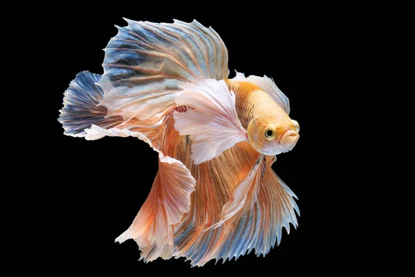 Der Farbenfrohe Betafisch Mit Seinen Leuchtenden Und Vielfältigen Farben Sticht — Stockfoto
