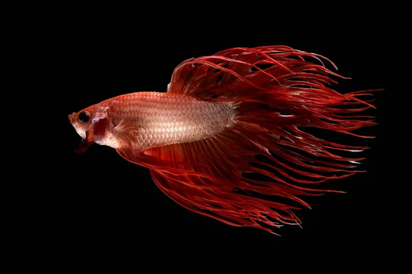 Against the striking black background the red betta fish radiates with vibrant intensity captivating the eye with its captivating coloration.