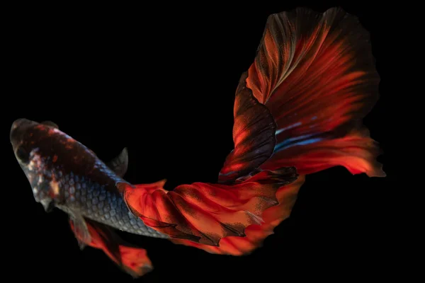 Against the black background the red tail of the betta fish stands out as a striking feature exuding a sense of power and intensity.