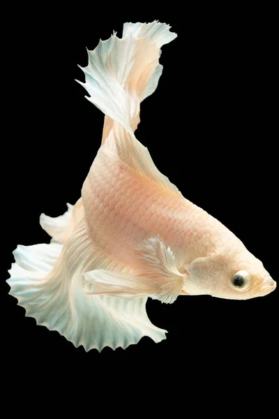 Vertical Picture White Betta Fish Swimming Amidst Black Background Creates — Stock Photo, Image