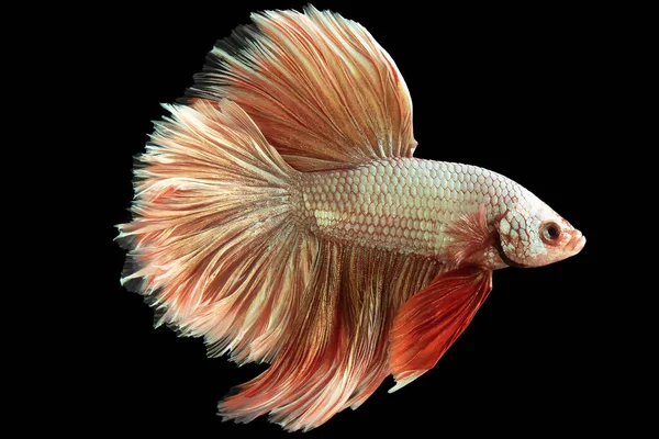 stock image Against the backdrop of the black background the light red betta fish emanates a sense of elegance and poise its color exuding a soft and captivating aura.