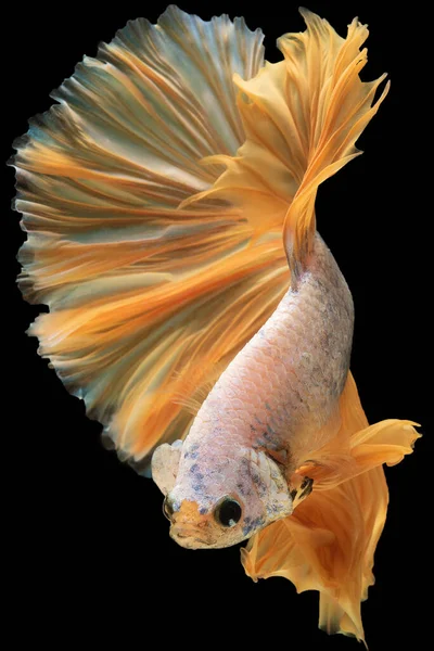 물고기와 배경을 비교해 매력을 느끼게 이면서 시각적으로 매력적 대조를 이룬다 — 스톡 사진