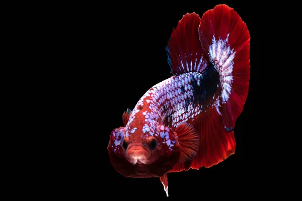 Der Strahlend Blaue Körper Des Beta Fisches Dient Als Fesselnde — Stockfoto