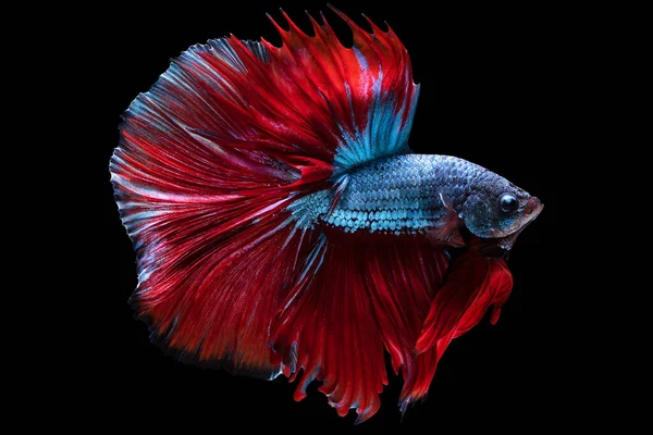 贝塔鱼蓝色的身躯和炽热的红色尾巴在黑色的背景下醒目地结合在一起 展现出它的自然美 — 图库照片