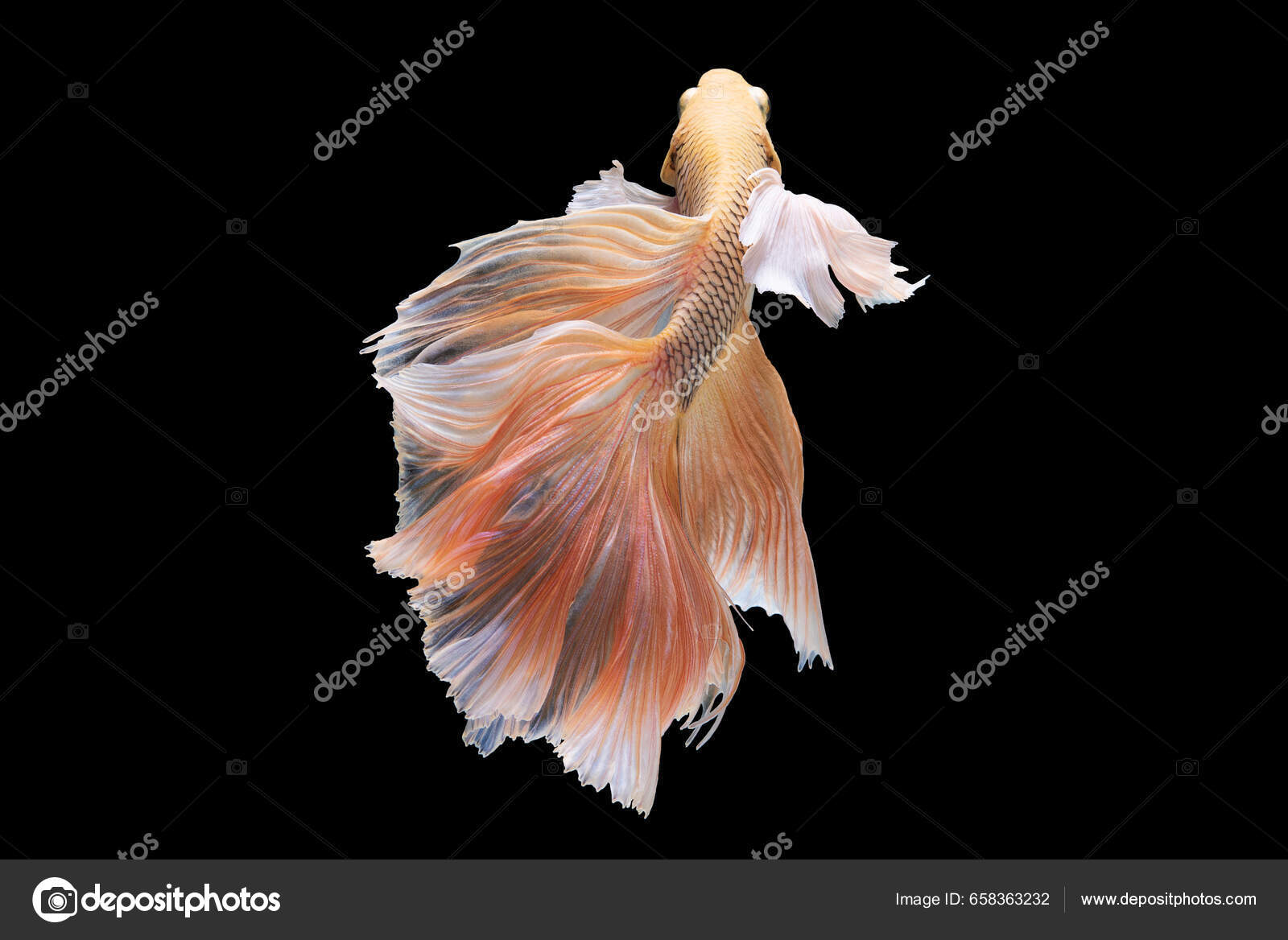 Colorful Beautiful Betta Fish Showcases Graceful Gentle Swimming