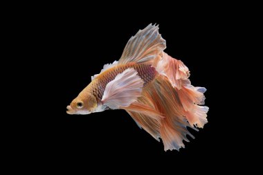 Dalgalanan yüzgeçler ve karmaşık desenler büyüleyici bir görsel görüntü yaratır. Bu büyüleyici su canlısının cazibesini arttırır..