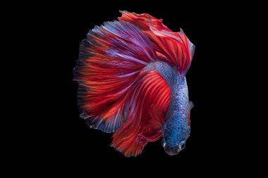 Güzel betta balığının vücudunun canlı mavi tonu çarpıcı kırmızı kuyruk tarafından vurgulanarak dikkat çeken koyu arka plana çarpar..