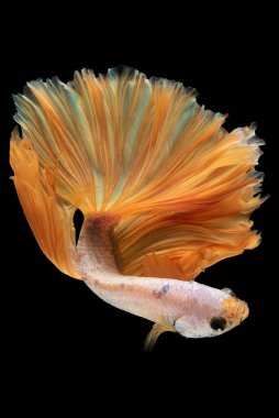 Yüzgeçlerinin zarif bir dokunuşuyla güzel sarı betta balığı sularda huzur içinde dolaşır ve seyreden herkes için büyüleyici bir manzara yaratır..