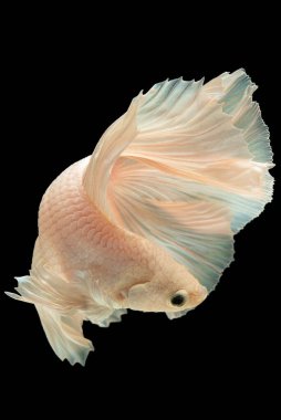 Beyaz betta balığının karanlık zemine karşı zarif hareketlerinin dikey görüntüsü göz alıcı bir görsel zıtlık yaratır ve bir sükunet hissi uyandırır..