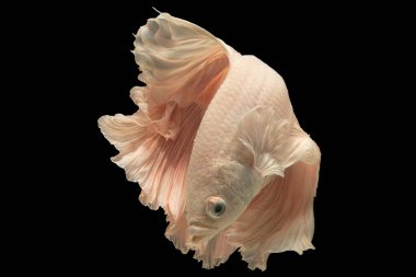 Beta balığının ışıl ışıl güzelliği ve siyah arkaplan kombinasyonu, doğanın harikalarını gösteren büyüleyici bir görüntü oluşturur..