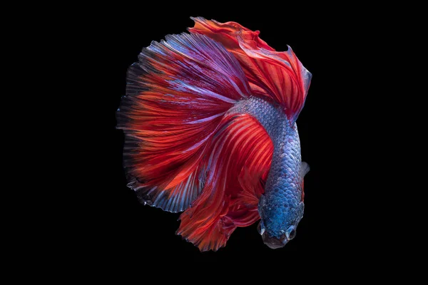 Яркий Голубой Оттенок Тела Прекрасной Бетта Рыбы Подчеркнутый Ярким Красным — стоковое фото